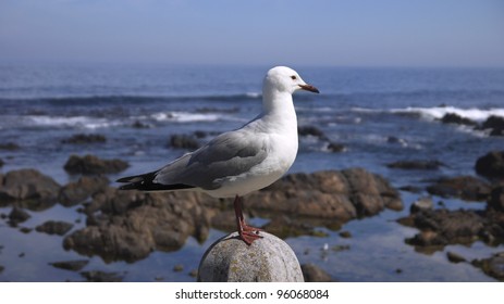 Seagull