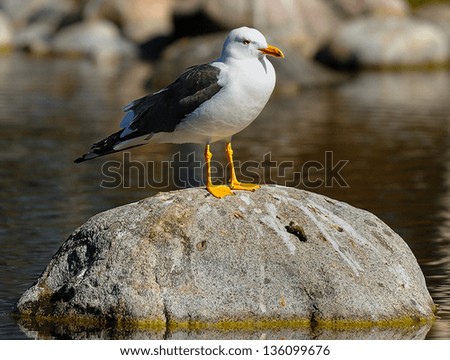 seagull