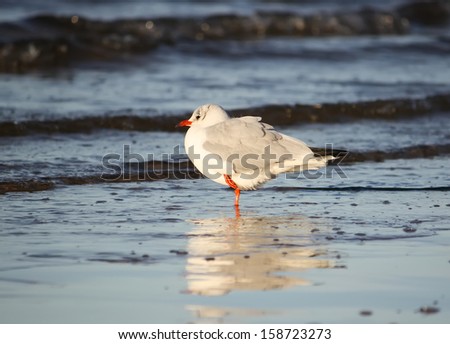 Seagull. 