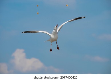 A seagull is about to snap its prey in midair. Its countenance and eyes were directed towards the prey that the traveler threw up on sky give to it.  - Shutterstock ID 2097400420