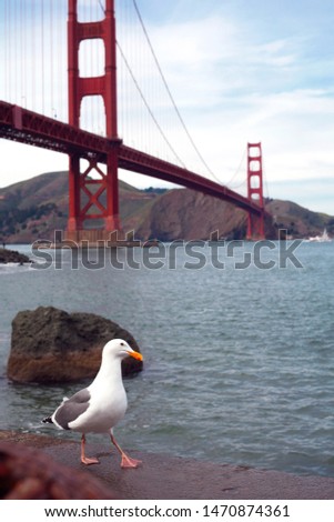Seagull against the backdrop of a golden bridge in San Francisco walking along the promenade.