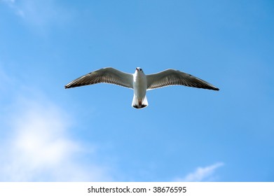 Seagull against the blue sky