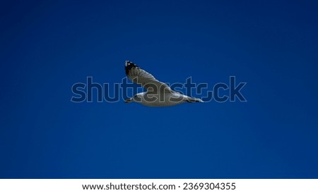 Similar – Image, Stock Photo Bye bye, summer Seagull