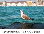 Seagull against venetian lagoon landscape in Venice, Italy.