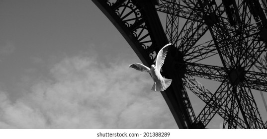 seagull in the air under construction of a Eiffel tower