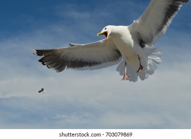 Seagull Attack