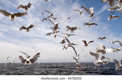 Seagull Attack!  Frenzied Flock Diving For Food, With Motion Blur.