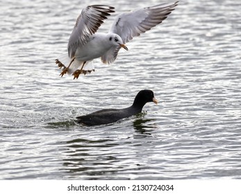 A Seagull Attacks A Coot