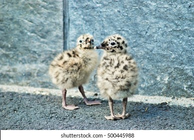 Baby Seagull Images Stock Photos Vectors Shutterstock