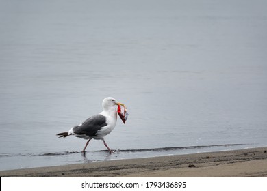 Seagull With A Bag Of Potato Chip In The Beak On The Sea Shore. Seagull Eat A Plastic Bag. Garbage Is New Food For Sea Birds And Fish. Garbage As Food For The Future Concept. Ocean Pollution Concept