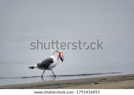 Seagull with a bag of potato chip in the beak on the sea shore. Seagull eat a plastic bag. Garbage is new food for sea birds and fish. Garbage as food for the future concept. Ocean pollution concept