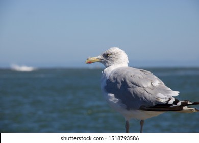 Seagull At The Barnegat Inlet