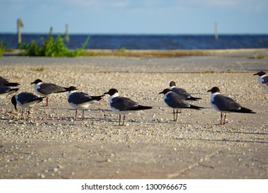 Seagull at the beach