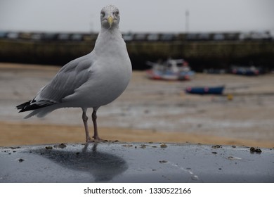 Seagull at the beach