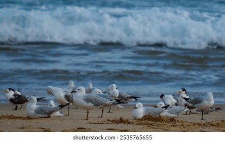 Seagull Beach Ocean Sand Waves  - Powered by Shutterstock