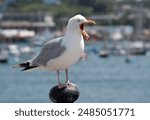 Seagull with beak wide open, Falmouth, England UK.