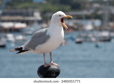 Seagull with beak wide open, Falmouth, England UK. - Powered by Shutterstock