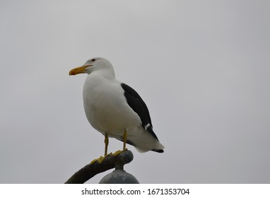 seagull with beak and yellow legs