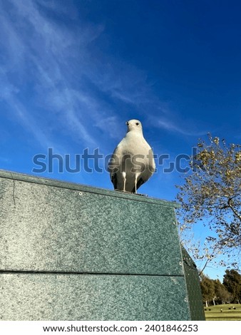 Seagull bird close up with blue sky background