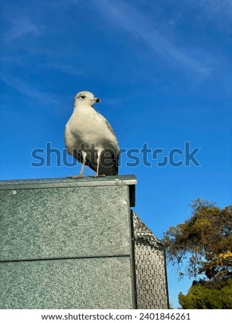 Seagull bird close up with blue sky background