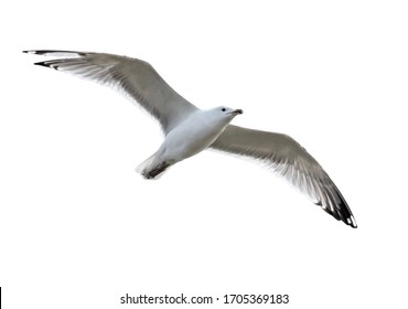 Seagull bird in flight isolated on white background.