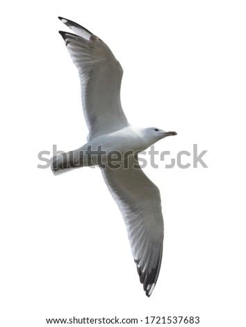 Seagull bird in flight isolated on white background.