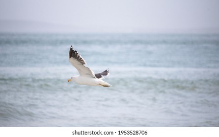 Seagull, Seagull Bird Flying, Close Up View Of White Bird, Beach Against Natural Blue Water Background.