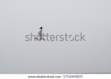 seagull bird flying at gangasagar