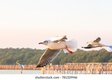 Seagull Bird Flying On Sea At Bang Poo, Samutprakan, Thailand.