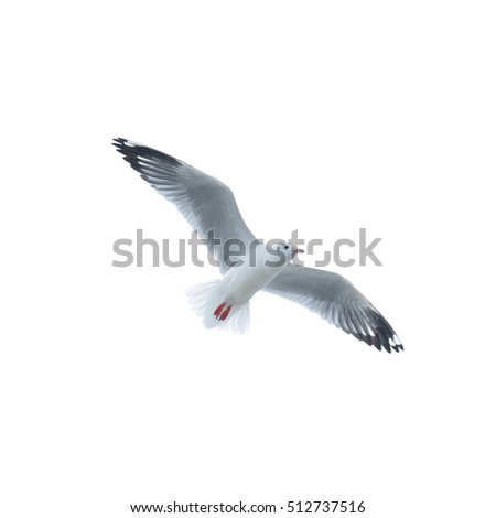 Seagull ,Bird flying in sky