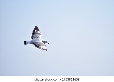 Seagull Bird Flying Solo In Sky 