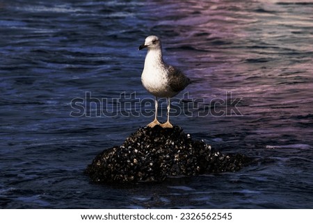 Seagull bird on the lake. Seagull in the water. Water life and wildlife. Birds flying and swims. Nature photography.