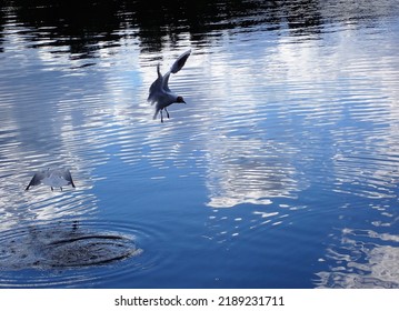 Seagull bird over the surface of a mirror like lake. Photo from the nature