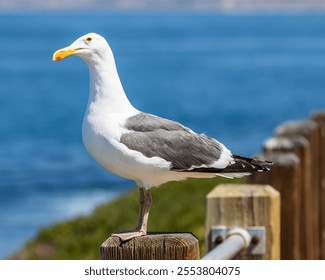 A seagull bird perching on the fence - Powered by Shutterstock