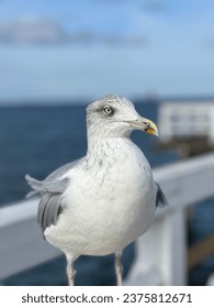 Seagull, bird, sea, mew, sea-mew, gull