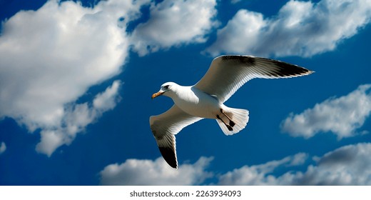 Seagull bird soaring in clear blue sky. Seagull among summer bright sunny sky sunny weather. Free flight white clouds sea wildlife landscape - Shutterstock ID 2263934093