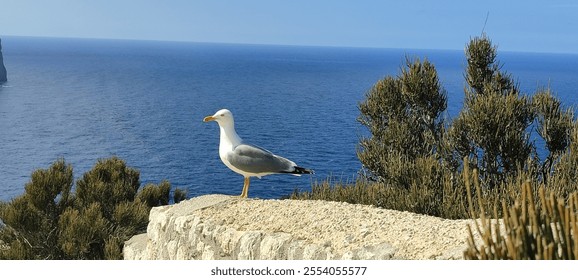 Seagull bird standing feet on the rock - Powered by Shutterstock