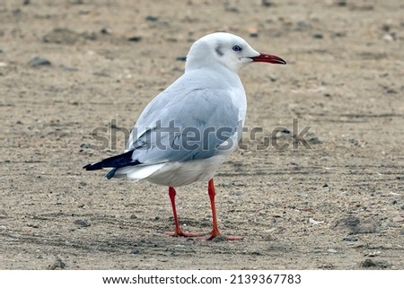 Seagull bird standing feet on sea beach. Close up view of white gray bird seagull.