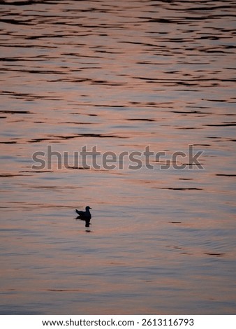 Seagull Bird Swimming In Sea In Golden Hour Sunset