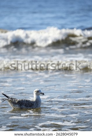 Seagull bird swims near the shore in the seething sea waves on a sunny summer day