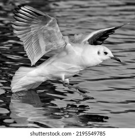 Seagull Bird Taking Flight Over The Water