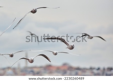 A lot of seagull birds are flying against the background of the sea in an urban environment. Animals in coastal cities.