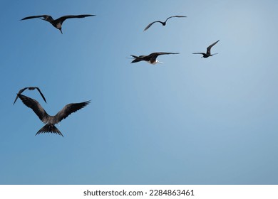 seagull birds flying in blue sky, fly concept - Powered by Shutterstock