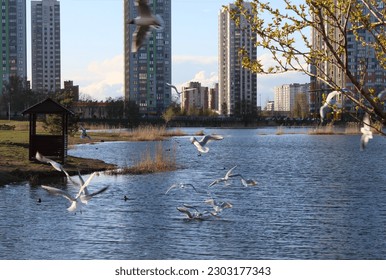 seagull birds flying on the sky in spring, skyscraper background, public park - Powered by Shutterstock