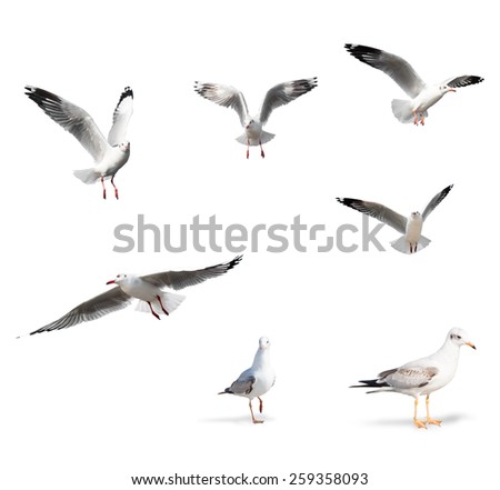 Seagull Birds Isolated on White Background