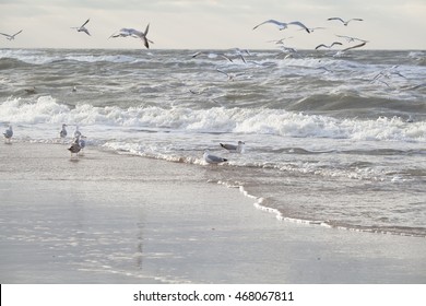 Seagull Birds On North Sea Waves At Storm