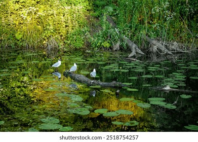 The seagull birds perches on a branch over a serene pond surrounded by lush green vegetation - Powered by Shutterstock