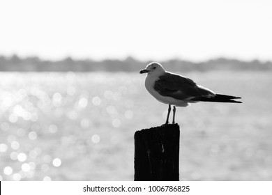 73,119 Black and white seagull Stock Photos, Images & Photography ...