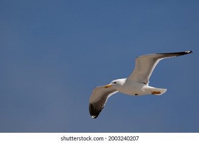 Seagull With Black Wings In Flight Against A Blue Sky 