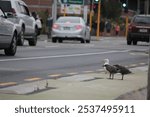 Seagull blackback gull with chicks crossing road